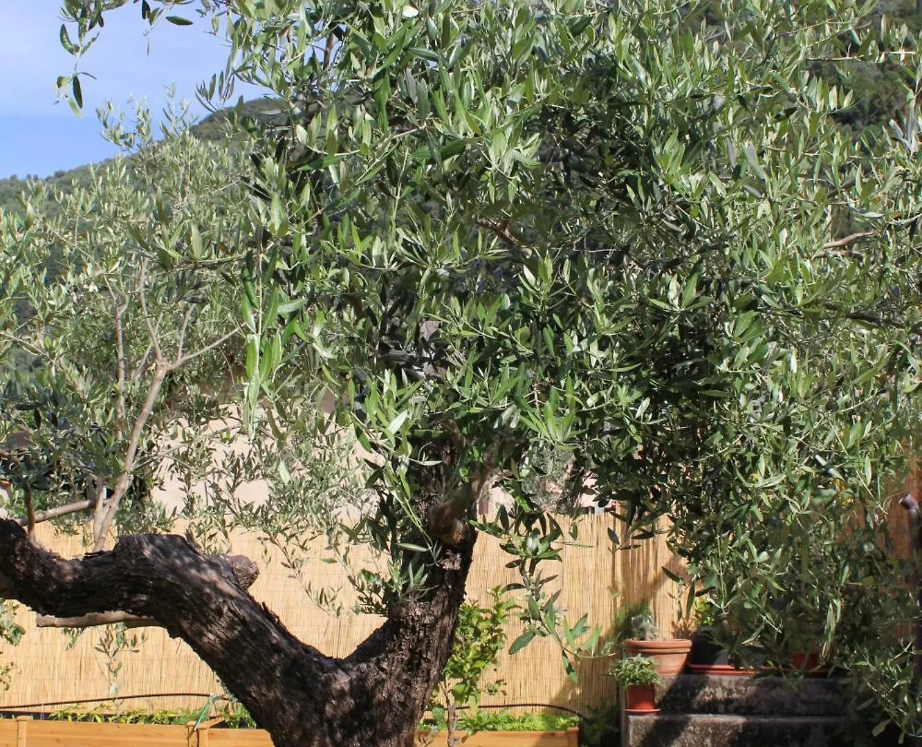 Villa La Casina Di Mezzo - Tiny House Camaiore Italien